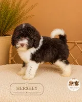 Hershey, a female Poodle - Toy  for sale in Downers Grove, IL – 4 of 4