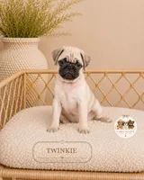 Twinkie, a female Pug for sale in Downers Grove, IL – 1 of 2