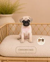 Cheesecake, a female Pug for sale in Downers Grove, IL – 1 of 2