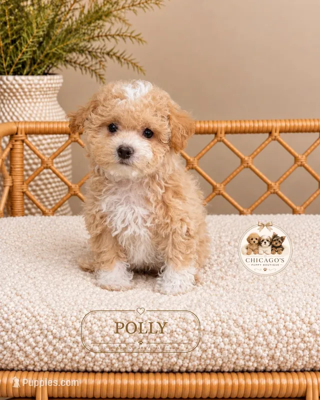 Polly – Maltipoo puppy for sale in Downers Grove, IL