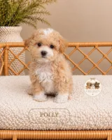 Polly, a female Maltipoo for sale in Downers Grove, IL – 1 of 2