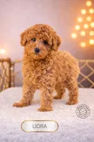 Liora, a female Poodle - Miniature  for sale in Elmhurst, IL – Photo 2 of 3