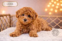 Liora, a female Poodle - Miniature  for sale in Elmhurst, IL – Photo 3 of 3