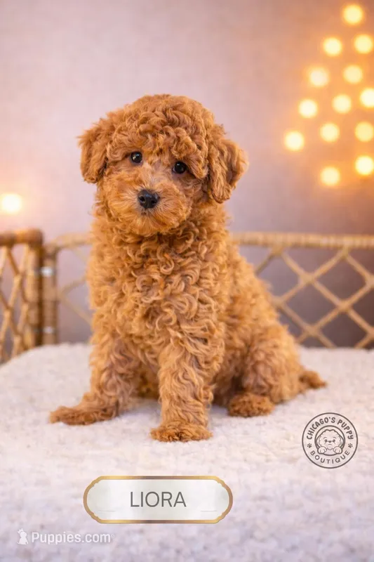 Liora – Poodle - Miniature  puppy for sale in Elmhurst, IL