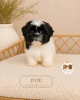 Evie, a female Shih Tzu for sale in Downers Grove, IL – 3 of 3