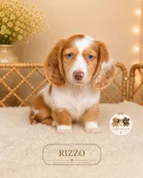 Rizzo , a male Miniature Dachshund for sale in Elmhurst, IL – 2 of 2