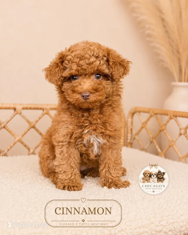 Cinnamon  – Poodle - Toy  puppy for sale in Elmhurst, IL