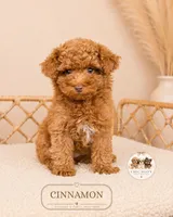 Cinnamon , a female Poodle - Toy  for sale in Elmhurst, IL – 1 of 2