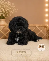 Raven, a female Maltipoo for sale in Elmhurst, IL – 2 of 2