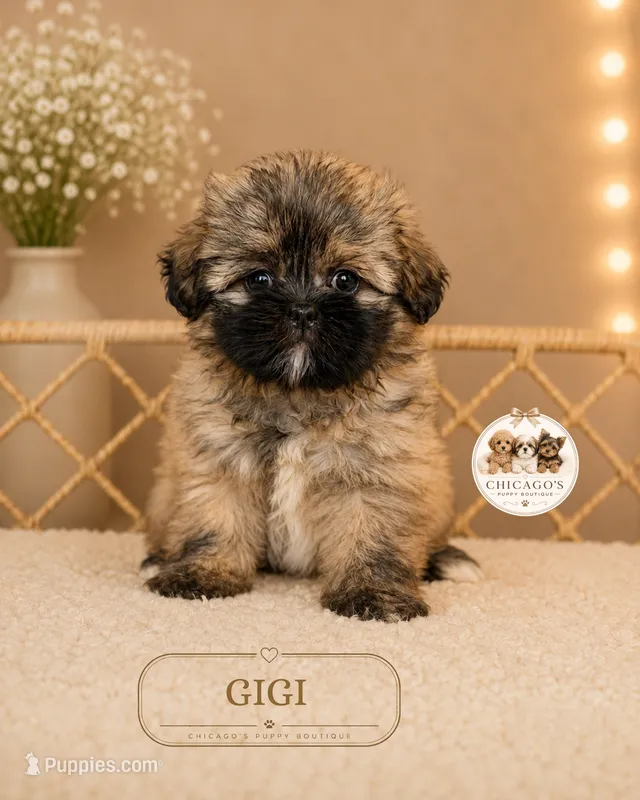 Gigi – Shih Tzu puppy for sale in Elmhurst, IL
