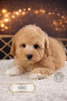 Kiro, a male Poodle - Toy  for sale in Elmhurst, IL – Photo 2 of 2