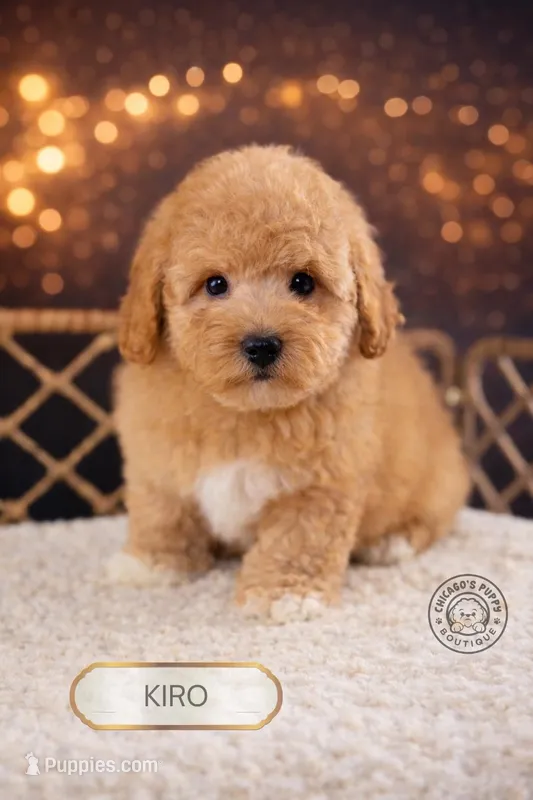 Kiro – Poodle - Toy  puppy for sale in Elmhurst, IL