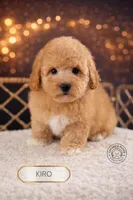 Kiro, a male Poodle - Toy  for sale in Elmhurst, IL – Photo 1 of 2