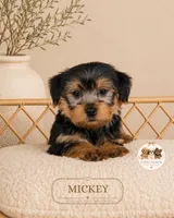 Mickey, a male Yorkshire Terrier for sale in Downers Grove, IL – 2 of 2