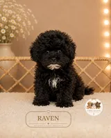 Raven, a female Maltipoo for sale in Elmhurst, IL – 1 of 2