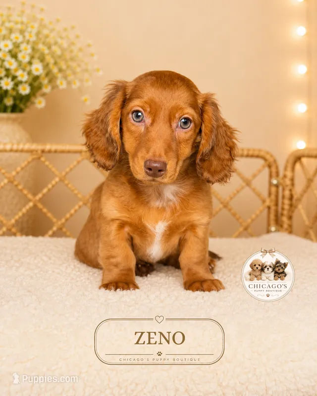 Zeno – Miniature Dachshund puppy for sale in Elmhurst, IL