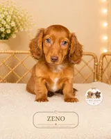 Zeno, a male Miniature Dachshund for sale in Elmhurst, IL – 1 of 1