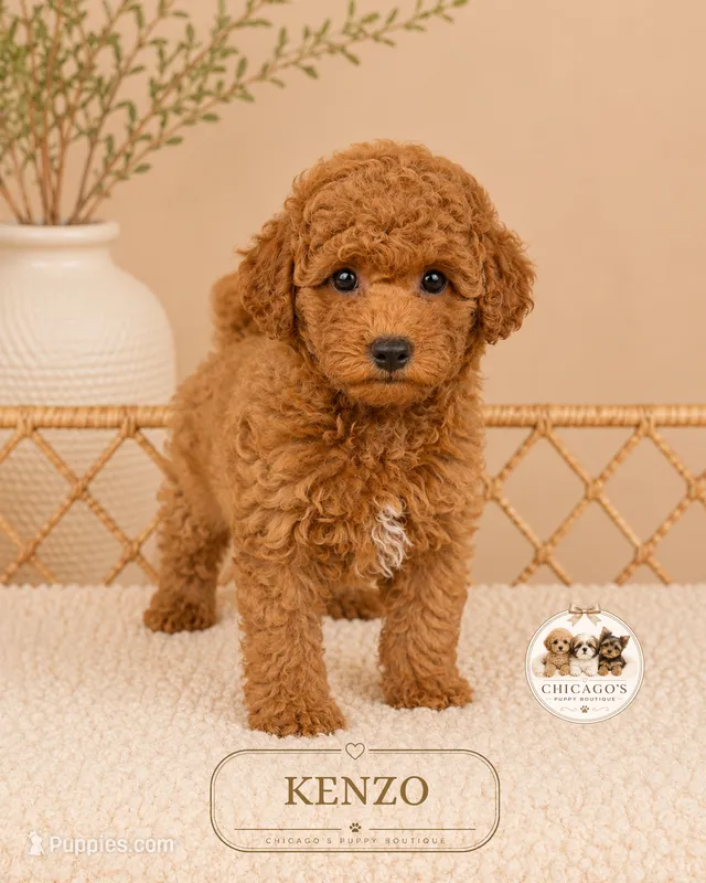 Kenzo – Poodle - Miniature  puppy for sale in Downers Grove, IL