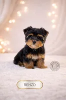 Renzo, a male Yorkshire Terrier for sale in Elmhurst, IL – Photo 1 of 2