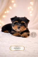 Renzo, a male Yorkshire Terrier for sale in Elmhurst, IL – Photo 2 of 2