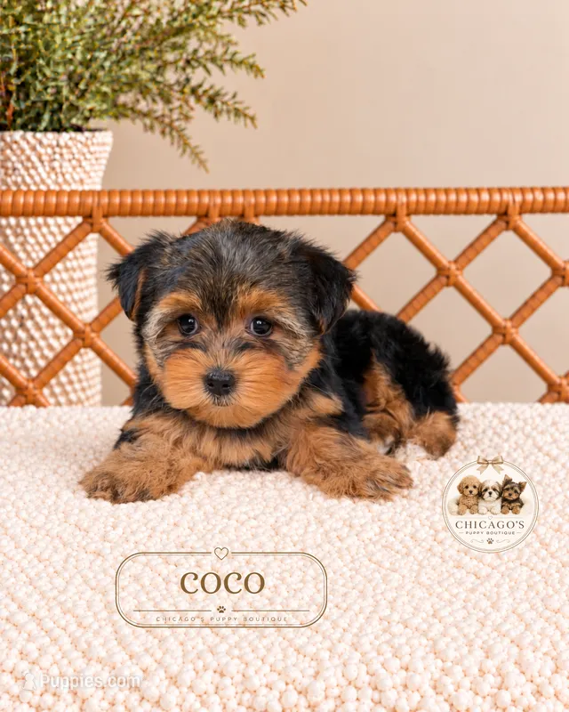 Coco – Yorkshire Terrier puppy for sale in Downers Grove, IL