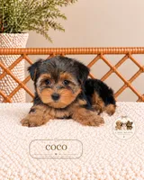 Coco, a female Yorkshire Terrier for sale in Downers Grove, IL – 1 of 1
