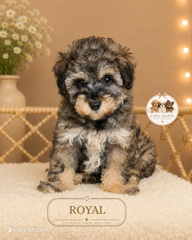 Royal – Shihpoo puppy for sale in Elmhurst, IL