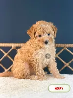 Merry, a female Poodle - Toy  for sale in Elmhurst, IL – Photo 2 of 2