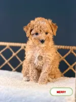 Merry, a female Poodle - Toy  for sale in Elmhurst, IL – Photo 1 of 2