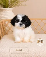 Lexi, a female Shih Tzu for sale in Downers Grove, IL – 2 of 2