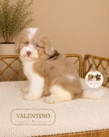 Valentino, a male Poodle - Miniature  for sale in Downers Grove, IL – 3 of 3