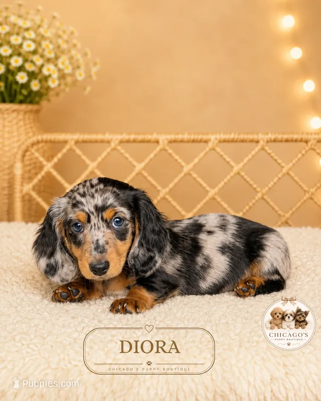 Diora – Miniature Dachshund puppy for sale in Elmhurst, IL