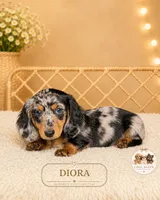 Diora, a female Miniature Dachshund for sale in Elmhurst, IL – 1 of 2