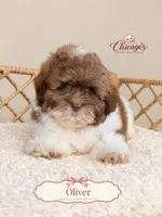 Oliver, a female Shihpoo for sale in Downers Grove, IL – 1 of 2