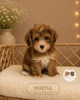 Portia, a female Shihpoo for sale in Elmhurst, IL – 1 of 2