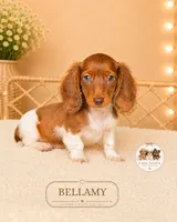 Bellamy , a female Miniature Dachshund for sale in Elmhurst, IL – 1 of 2