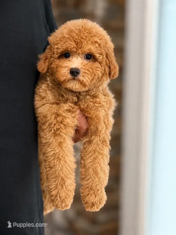 Teddy – Maltipoo puppy for sale in Downers Grove, IL