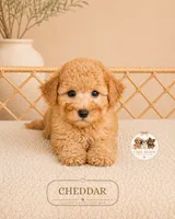 Cheddar, a male Poodle - Toy  for sale in Downers Grove, IL – 2 of 2