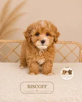 Biscoff, a male Maltipoo for sale in Elmhurst, IL – 1 of 2