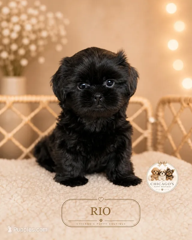 Rio, a male Shih Tzu for sale in Elmhurst, IL – 1 of 1