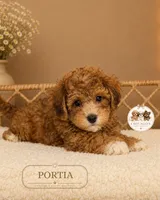 Portia, a female Shihpoo for sale in Elmhurst, IL – 2 of 2