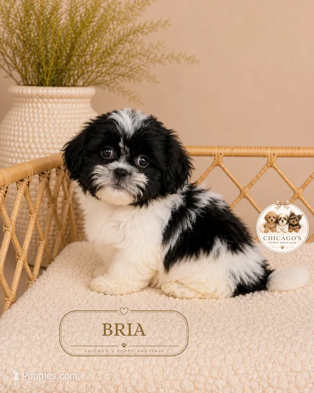 Bria – Shih Tzu puppy for sale in Downers Grove, IL