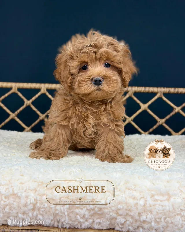 Cashmere – Maltipoo puppy for sale in Downers Grove, IL