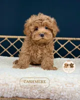 Cashmere, a male Maltipoo for sale in Downers Grove, IL – 1 of 1