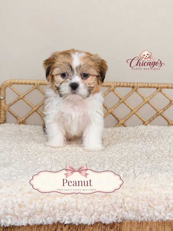 Peanut – Shihpoo puppy for sale in Downers Grove, IL