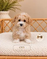 Cici, a female Maltipoo for sale in Downers Grove, IL – 2 of 2