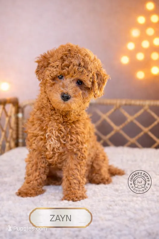 Zayn – Poodle - Miniature  puppy for sale in Elmhurst, IL