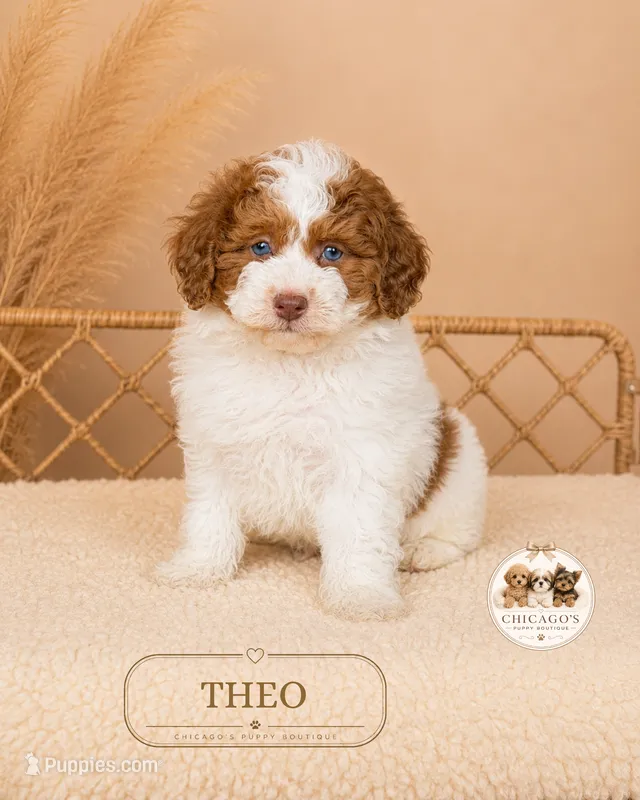 Theo – Poodle - Miniature  puppy for sale in Elmhurst, IL