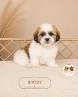 Brody, a male Shih Tzu for sale in Elmhurst, IL – 2 of 2