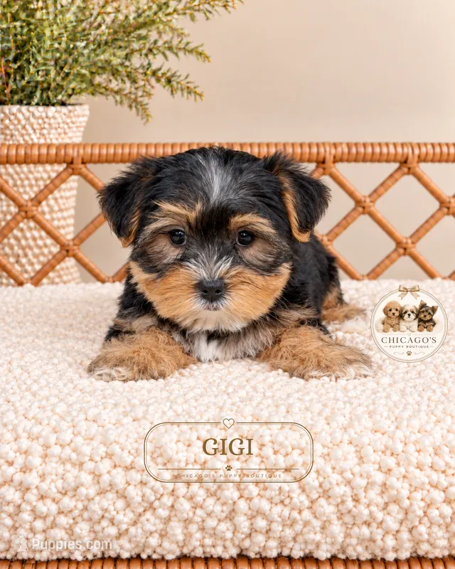 Gigi – Yorkshire Terrier puppy for sale in Downers Grove, IL